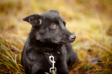 Portrait of a black dog. Black fluffy dog on the street.