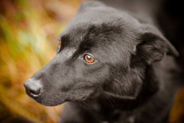 Portrait of a black dog. Black fluffy dog on the street.
