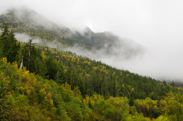 Pacific temperature rainforest of British Columbia