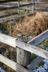 Old gray fence post in front of straw