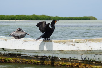 Cormorants resting on a boat