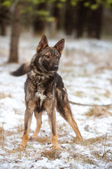 Naklejka premium Beautiful fluffy dog walks in the forest