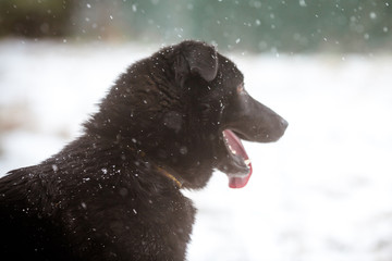 Defocused black dog. Profile of a black dog with open mouth