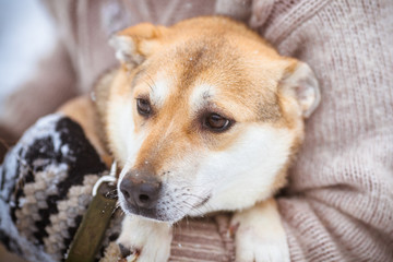 Little red dog in the hands of the owner