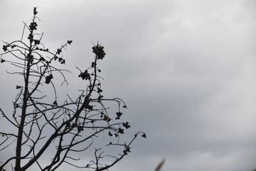 tree silouhette against the cloudy sky in winter