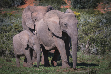 Fototapeta na wymiar elefantes