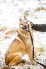 Smiling dog. Happy dog and owner. Funny portrait of a dog with a smile on its face.