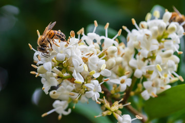 Lovely blossoming flowers in the springtime. White petals with flying insects pollinating. American Honeybees flying from flower to flower on a sunny day 