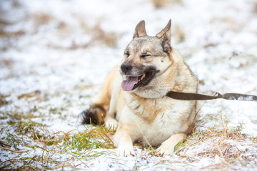 The dog is lying and smiling. Cheerful smiling dog on the street.