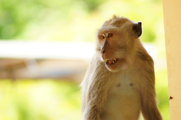 Crab-eating monkeys (Macaca fascicularis), also known as long-tailed macaques, are primates originating from Southeast Asia. These monkeys are very adaptive, including wild animals that follow humans.
