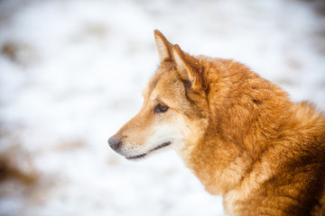 Ginger stray dog. Closeup portrait of a fluffy red homeless dog.