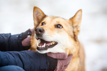 Portrait of a ginger dog listening to its owner. Dog's face with open mouth.