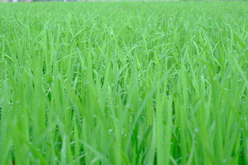 Fototapeta na wymiar Close up green young rice plant background texture