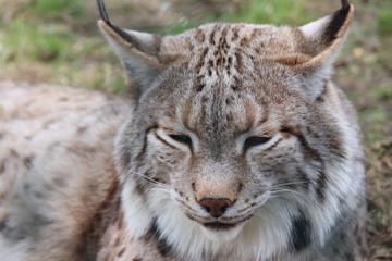 Entspannter Luchs