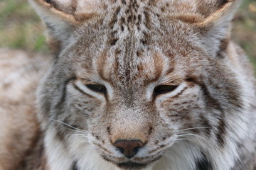 Fototapeta premium Entspannter Luchs