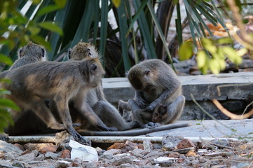 Crab-eating monkeys (Macaca fascicularis), also known as long-tailed macaques, are primates originating from Southeast Asia. These monkeys are very adaptive, including wild animals that follow humans.