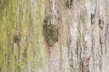 Old Teak tree bark very detailed texture background