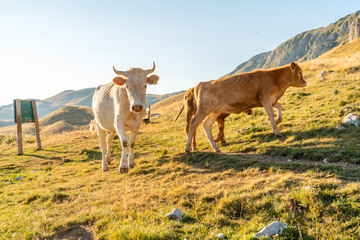 Fototapeta na wymiar Couple of cows in the Durmitor national park, near Prutas peak.
