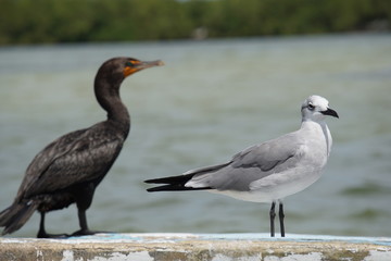 Cormorant and seagull sitting on a boat