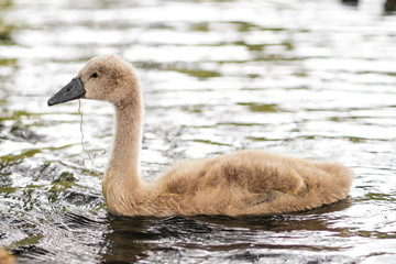 Swan cup gray  duckling in London on a river in the water