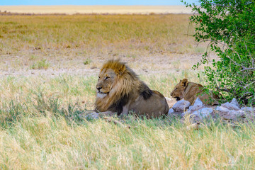 Löwe und Löwin an der Etosha Pfanne, Namibia