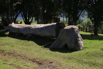 tronco