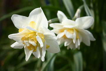 Fototapeta premium Two very beautiful terry flowers of a narcissus with petals of white and yellow colors on a green background of leaves.