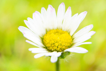 Fototapeta premium Macro shot of a daisy in a garden