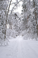Taiga. A small figure of a man with a dog on the road in a snowy forest. Winter landscape. Background.