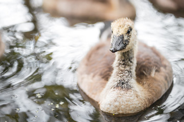 Swan cup gray  duckling in London on a river in the water