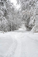 Taiga. A path in the forest after heavy snowfall. Winter landscape. Background.