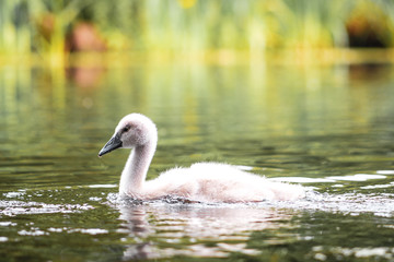 Swan cup gray  duckling in London on a river in the water