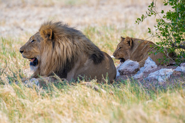 Löwe und Löwin ruhen im Schatten an der Etosha Pfanne, Namibia