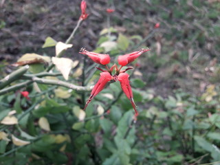 red berries of barberry