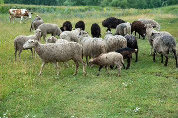 A small herd of black and white sheep graze in a meadow. A cow stands aside from the herd.