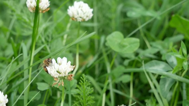 Bee on a white clover flower.