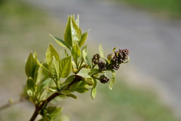 Early spring in the garden. Garden lilac. Lilac bush in buds.