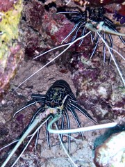 Plongée maldives 2019