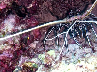 Plongée maldives 2019