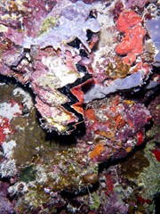 Plongée maldives 2019