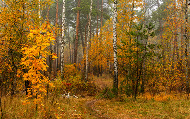 Obraz premium Autumn landscape. Nice day for a nice walk. A beautiful forest decorated with autumn leaves pleases the eye.