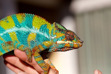 Caméléon