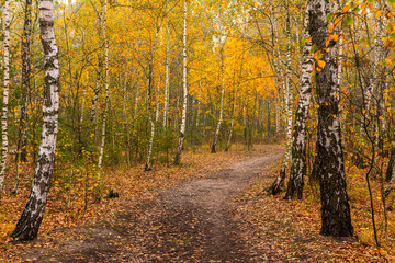 Obraz premium Autumn landscape. Nice day for a nice walk. A beautiful forest decorated with autumn leaves pleases the eye.