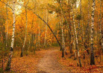 Fototapeta premium Autumn landscape. Nice day for a nice walk. A beautiful forest decorated with autumn leaves pleases the eye.