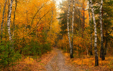 Autumn landscape. Nice day for a nice walk. A beautiful forest decorated with autumn leaves pleases the eye.