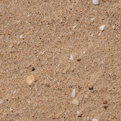 Seamless pattern texture of beautiful yellow sand with white pebbles and shells is in the photo