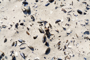 Sand with small stones and shells on the beach