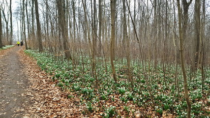 Wald im Winter mit Märzenbecher