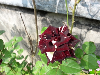 red rose on green background