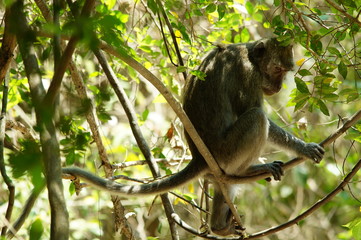 Fototapeta premium Crab-eating monkeys (Macaca fascicularis), also known as long-tailed macaques, are primates originating from Southeast Asia. These monkeys are very adaptive, including wild animals that follow humans.